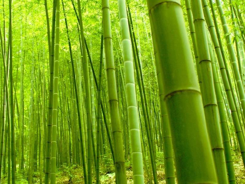 Bamboo Line