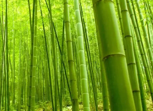categories-bambooline-800x600